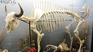 American Bison skeleton