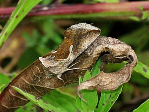 Anagrapha falcifera1