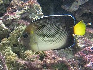 Apolemichthys xanthurus.JPG