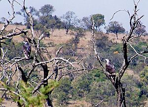 Aquila spilogaster, Percy Fyfe-NR