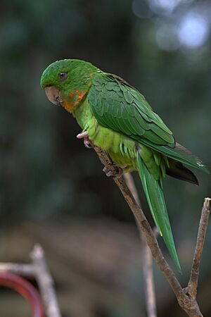 Aratinga rubritorquis -Honduras-6.jpg