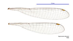 Argiocnemis rubescens male wings (34017969473)