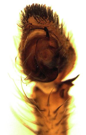 Argoctenus Facts for Kids