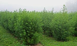 Artemisia annua West Virginia
