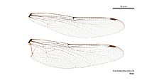 Austroaeschna obscura male wings (34242598803)