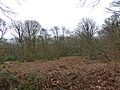 Badby Wood 2