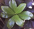 Barringtonia racemosa young leaves