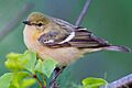 Bay-breasted Warbler by Dan Pancamo 2