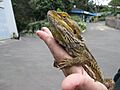 BeardedDragon