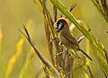 Black-breasted Parrotbill AMSM1556