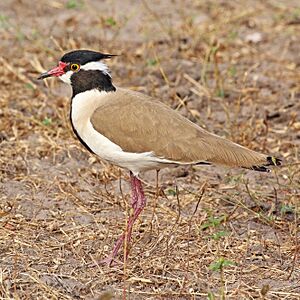 Black-headed lapwing (Vanellus tectus tectus).jpg