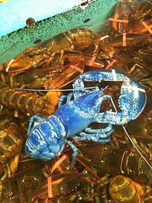 Blue-lobster-jane