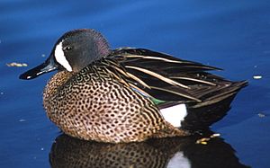 Bluewingedteal54