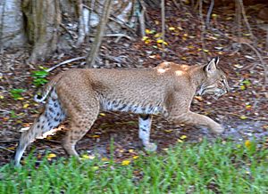 Bobcat (Lynx rufus), Sanibel Island, Florida 01