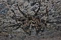 Brown Huntsman Spider (Heteropoda venatoria) (6747997255)