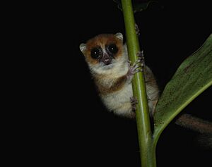Brown Mouse Lemur, Nosy Mangabe, Madagascar 2