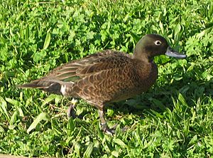 Brown teal