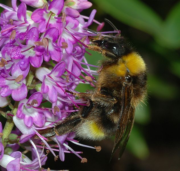 Bumblebee January 2008-4