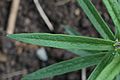Butterfly Weed Asclepias tuberosa Young Leaf 3008px