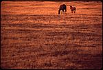 two horses in the distance of a field, shown at sunset