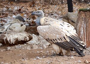 Cape vulture at De Wildt Cheetah Research Centre (South Africa)