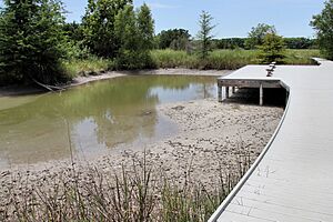 Cibolo nature center marsh