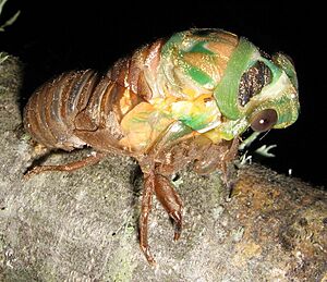 Cicada shedding