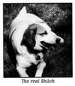 Clover, the beagle who inspired the novel Shiloh