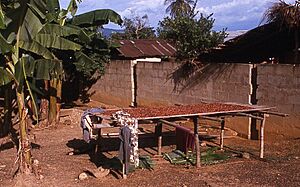 Cocoaghana