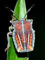 Colorful Back (7417526766)