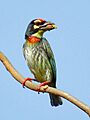 Coppersmith Barbet (Megalaima haemacephala) by Shantanu Kuveskar