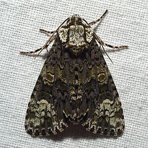 Craniophora ligustri02