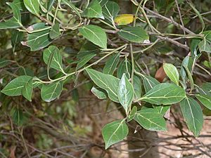 Cryptocarya foveolata - leaves.JPG