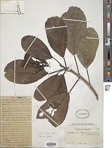 Delostoma integrifolium botanical specimen