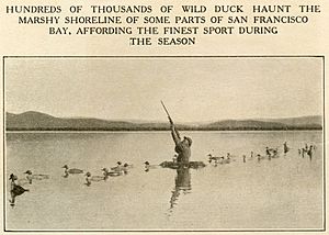 Duck Hunt Marshy Shoreline San Francisco Bay Alameda County california