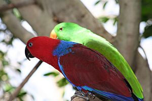 Eclectus roratus -Adelaide Zoo, Australia -pair-8a