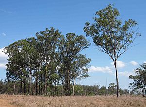 Eucalyptus molucanna.jpg