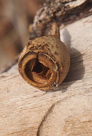 Eucalyptus orgadophila capsule