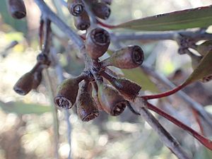 Eucalyptus redunca fruit