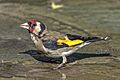 European goldfinch (Carduelis carduelis niediecki) Cyprus