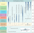 Evolution of cartilaginous fishes