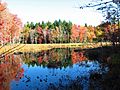 Fall Colors on Marsh Island