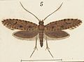 Fig 5 MA I437898 TePapa Plate-XXXVII-The-butterflies full (cropped)