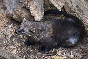 What Do Fisher Cats Eat? - A-Z Animals