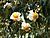 Flowers of Mesua ferrea Kaziranga TR AJTJ P1010329.JPG