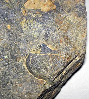 Fossiliferous chert (Upper Mercer Flint, Middle Pennsylvanian; Nellie West Outcrop, Coshocton County, Ohio, USA) 5 (31110222613)