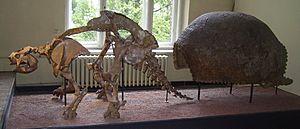 Glyptodon Skelett