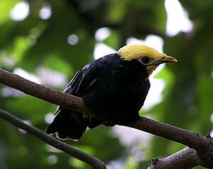 Golden crowned Myna.jpg
