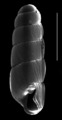 Gulella streptostelopsis shell 2