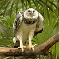 Harpia harpyja -Belize Zoo-8-3c